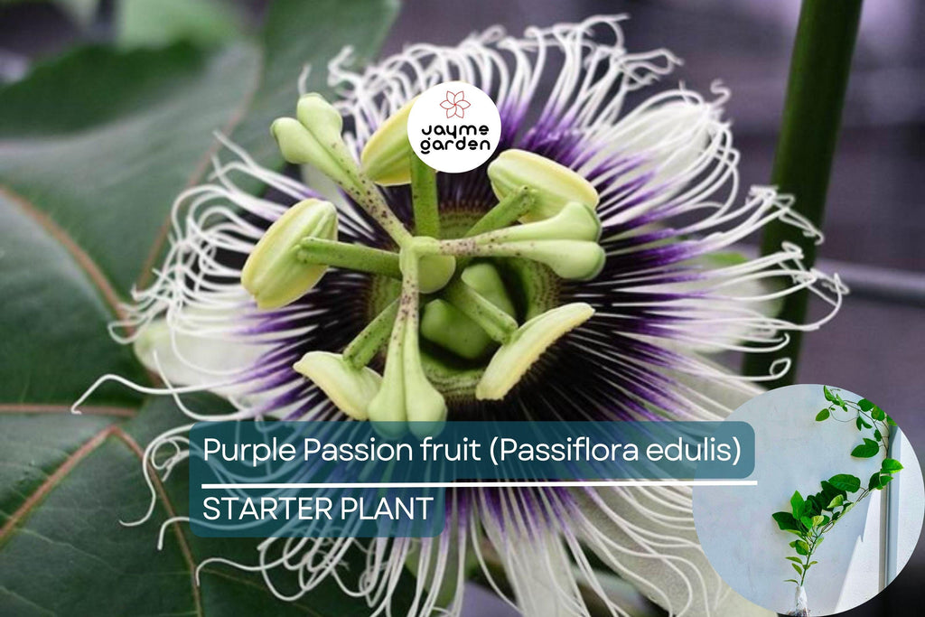 Purple Passion Fruit Plant (Passiflora edulis) Live 10-12" Starter Plant - Exotic Tropical Fruit for Garden & Culinary Use