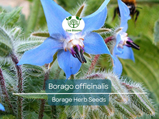 1 Gram Seeds Borage – Borago officinalis Herb for Planting | Edible Flowers, Pollinator Friendly, Easy Garden Herb
