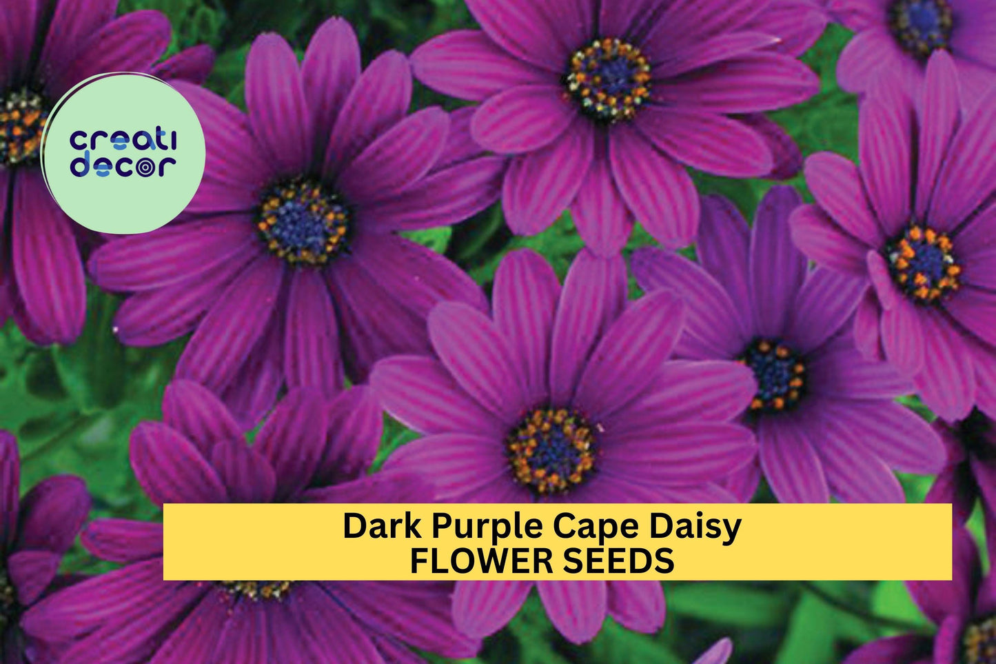 200+ Dark Purple Cape Daisy Seeds – Bold Blooms for Garden Planting, Drought-Tolerant Flowers for Beds, Borders & Containers – USA