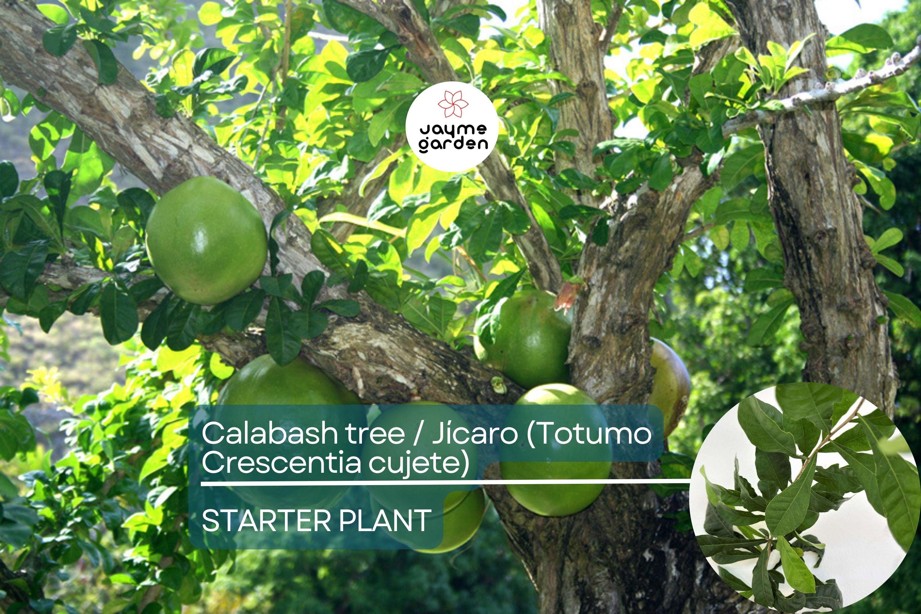 Totumo Crescentia Cujete (Calabash Tree) Tropical Live Tree 8”-12” – Grow Your Own Gourd Tree for Art, Crafts & Shade!