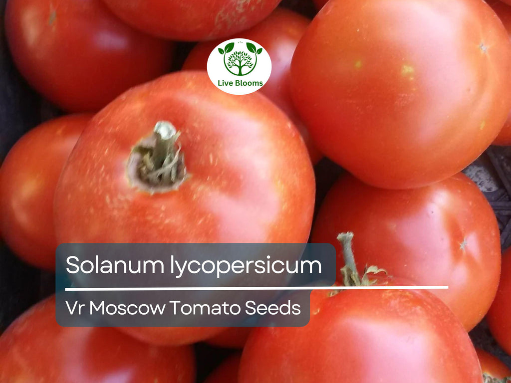 100 mg VR Moscow Tomato Seeds - Solanum lycopersicum | Heirloom Disease-Resistant Tomato for Planting, Gardening & Slicing
