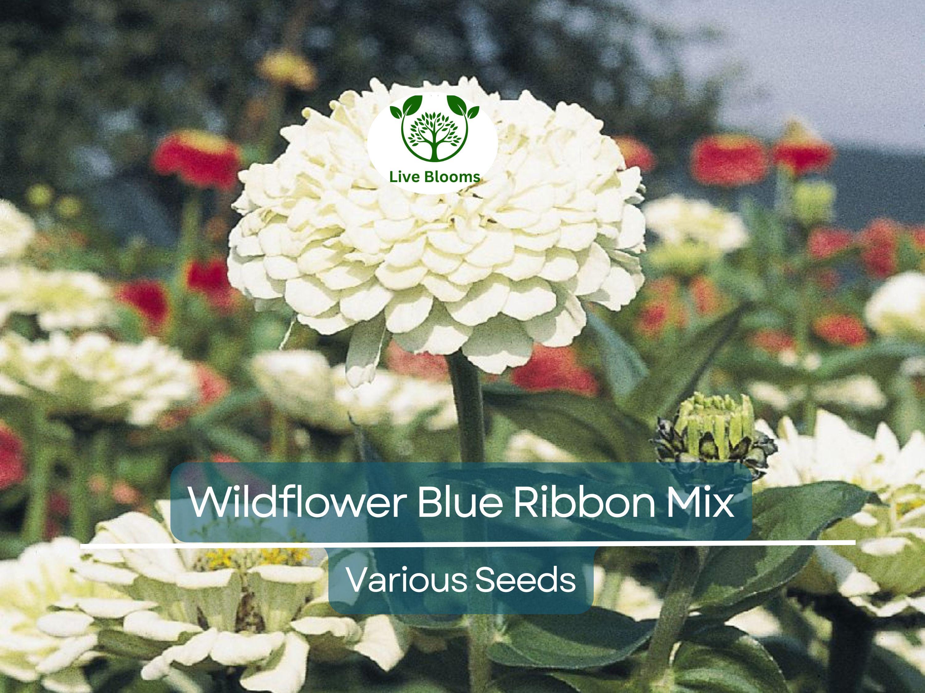 500 Wildflower Seeds - Blue Ribbon Mix | Heirloom, Non-GMO, Pollinator Blend w/ Perennials | Bee, Butterfly & Garden Friendly