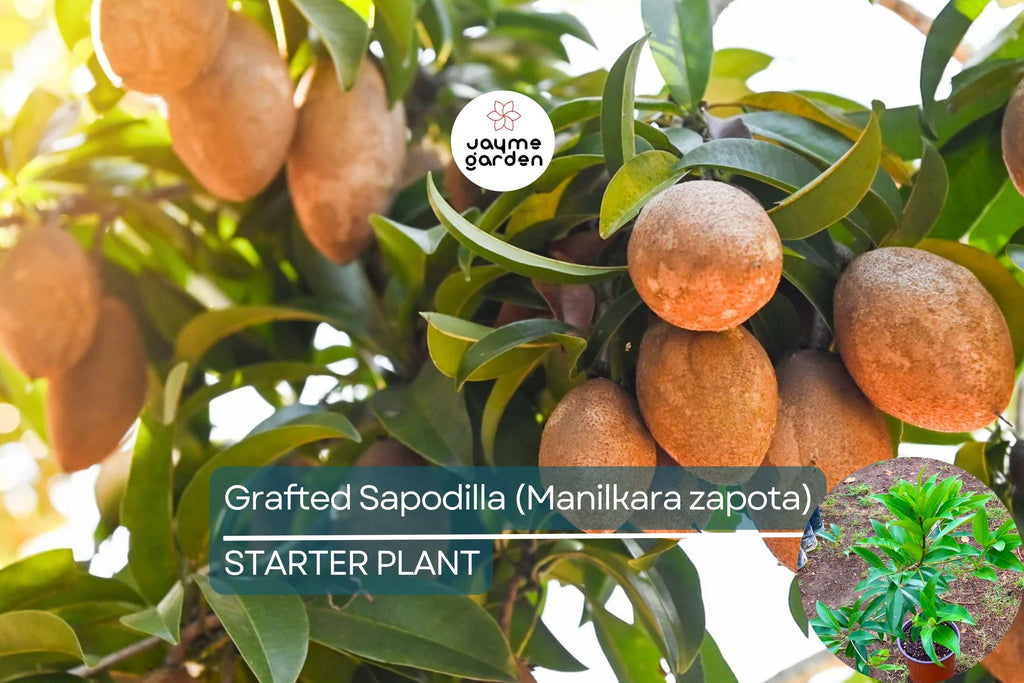 Grafted Sapodilla Tree (Manilkara zapota) – Live Tropical Fruit Tree, 24”-36”, Fast Fruiting, Sweet Caramel-Like Flavor