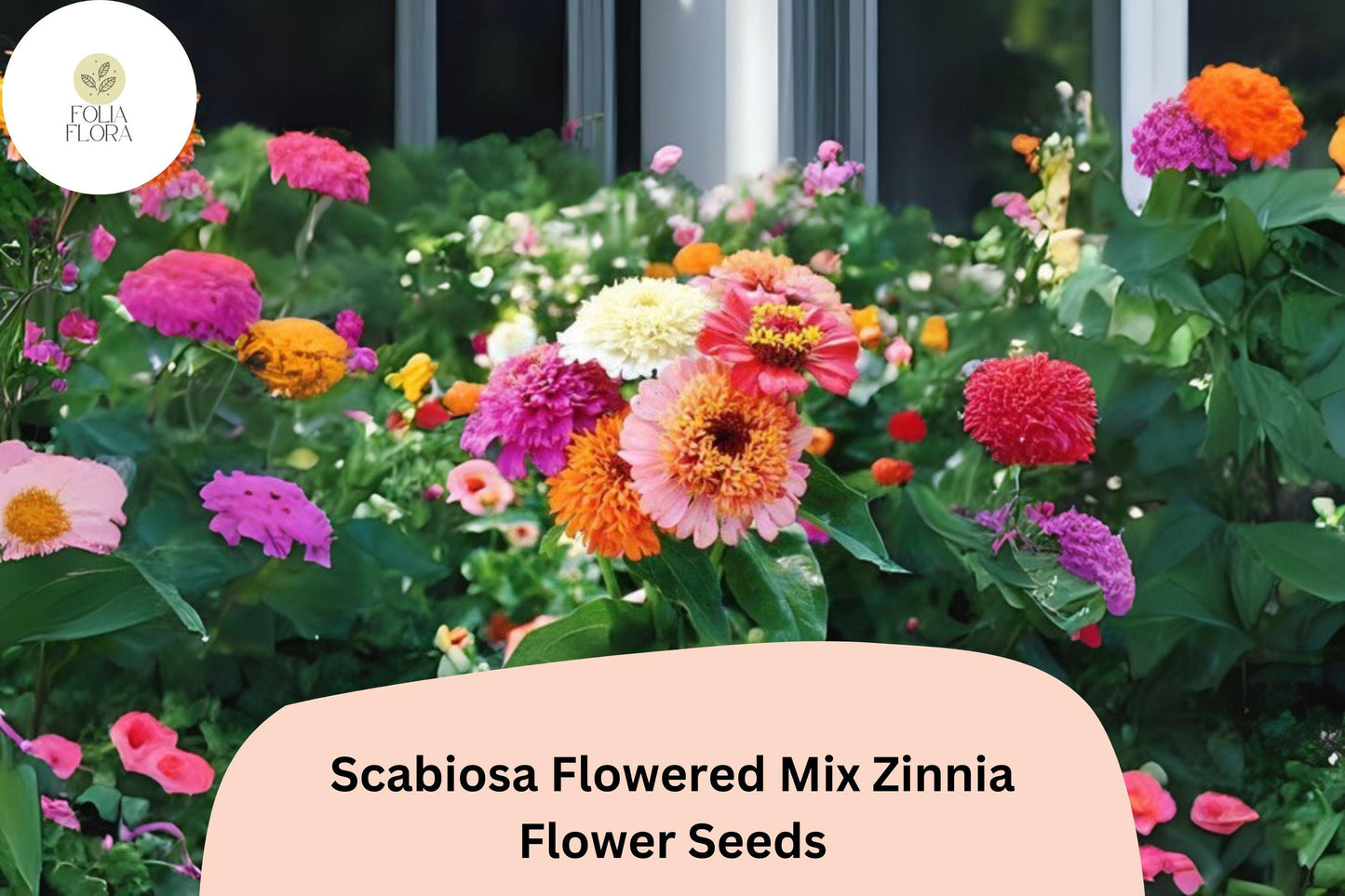 100+ Scabiosa Flowered Mix Zinnia Seeds – Unique Double Blooms for Garden Beds, Borders & Bouquets