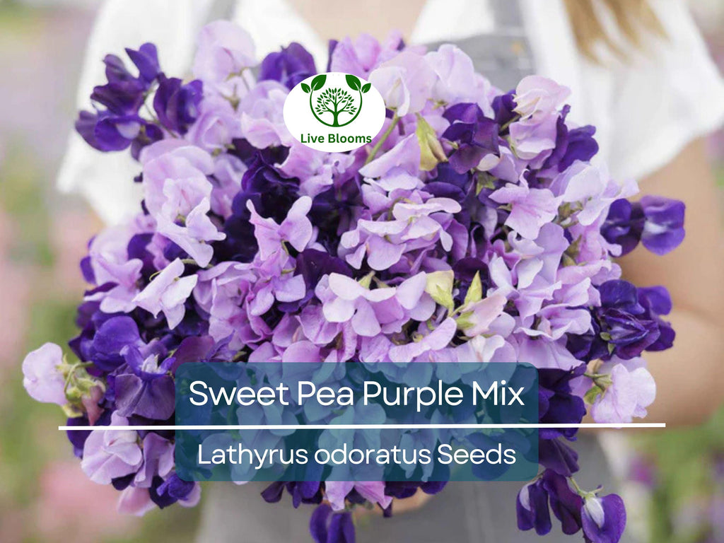 15 Sweet Pea Purple Mix Seeds | Fragrant Climbing Vine, Purple Flowers, Non-GMO, Easy to Grow for Garden Trellis & Arbors