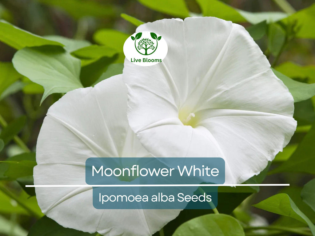 25 Seeds MOONFLOWER WHITE, Night Flowering Vine, Ipomoea alba, Moths Pollinate, Fragrant, Non-GMO, Beautiful Evening Blooms