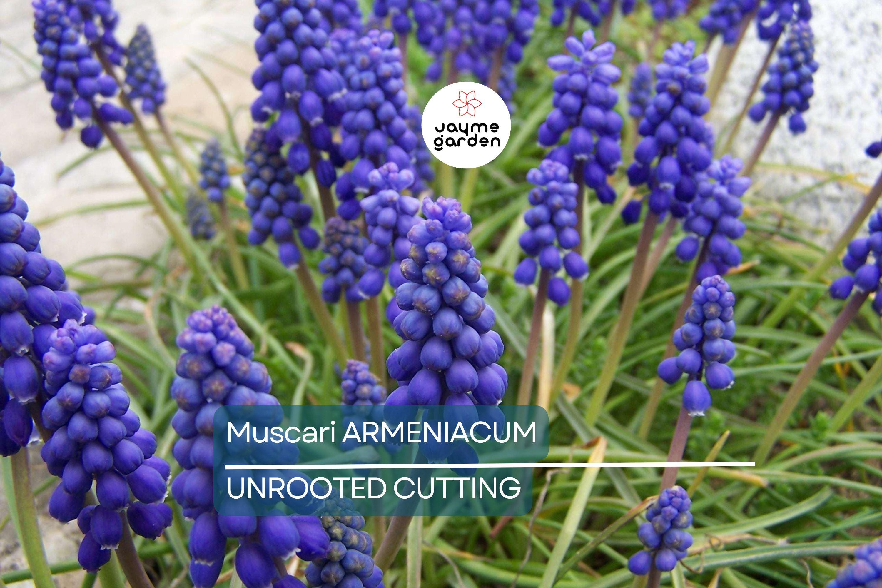 Muscari Armeniacum Bulbs - Blue Grape Hyacinth, 6-8" Tall, Deer Resistant, Award-Winning, Perfect for Borders, Rock Gardens & Naturalizing