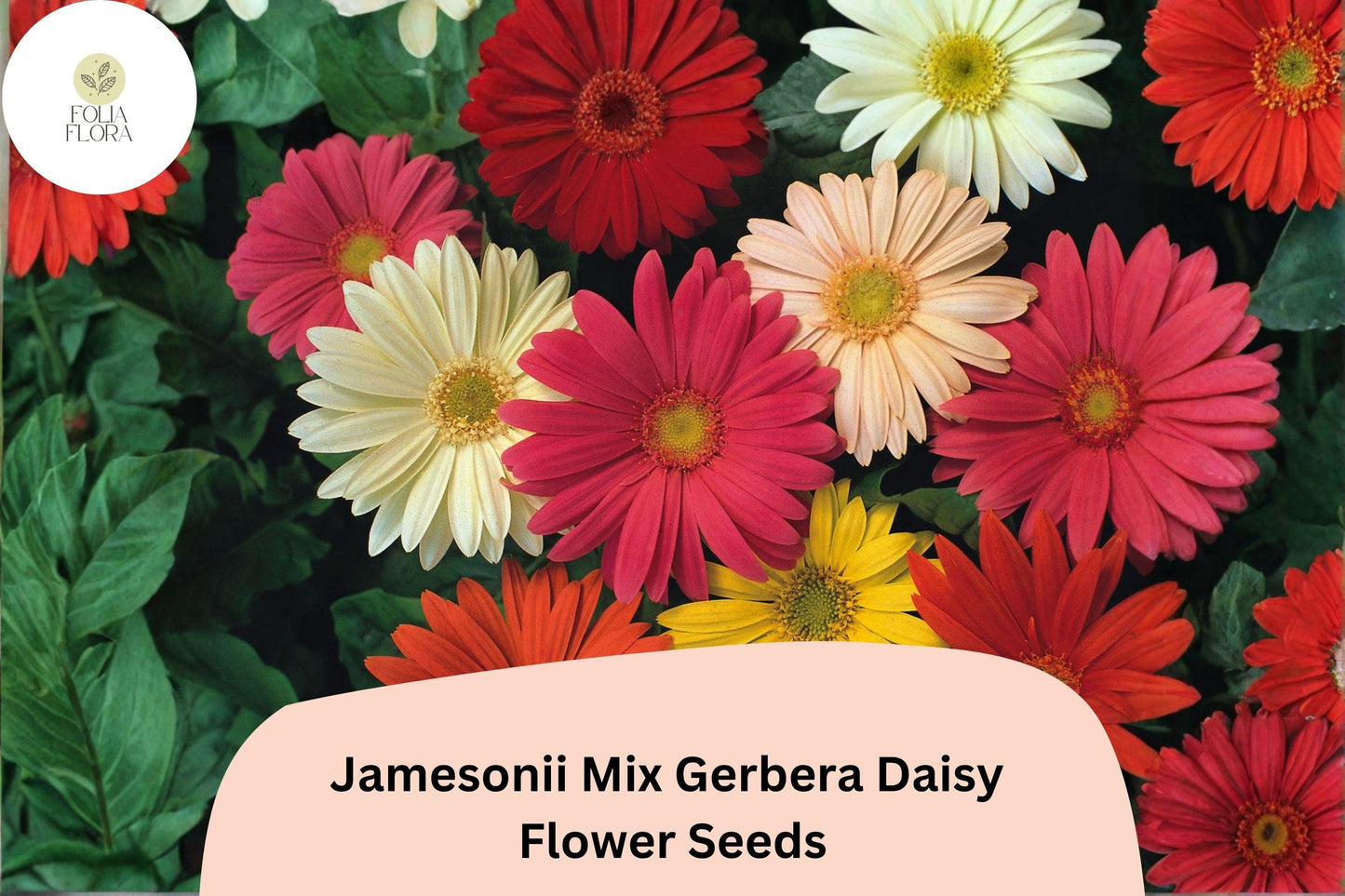 200+ Jamesonii Mix Gerbera Daisy Seeds | Vibrant Mixed Colors | Long-Lasting Cut Flowers | Garden Blooms