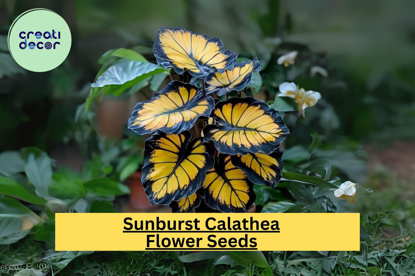 25+ Sunburst Calathea Seeds - Rare Tropical Houseplant - Exotic Foliage for Indoor & Outdoor Gardens - Easy to Grow Air Purifying
