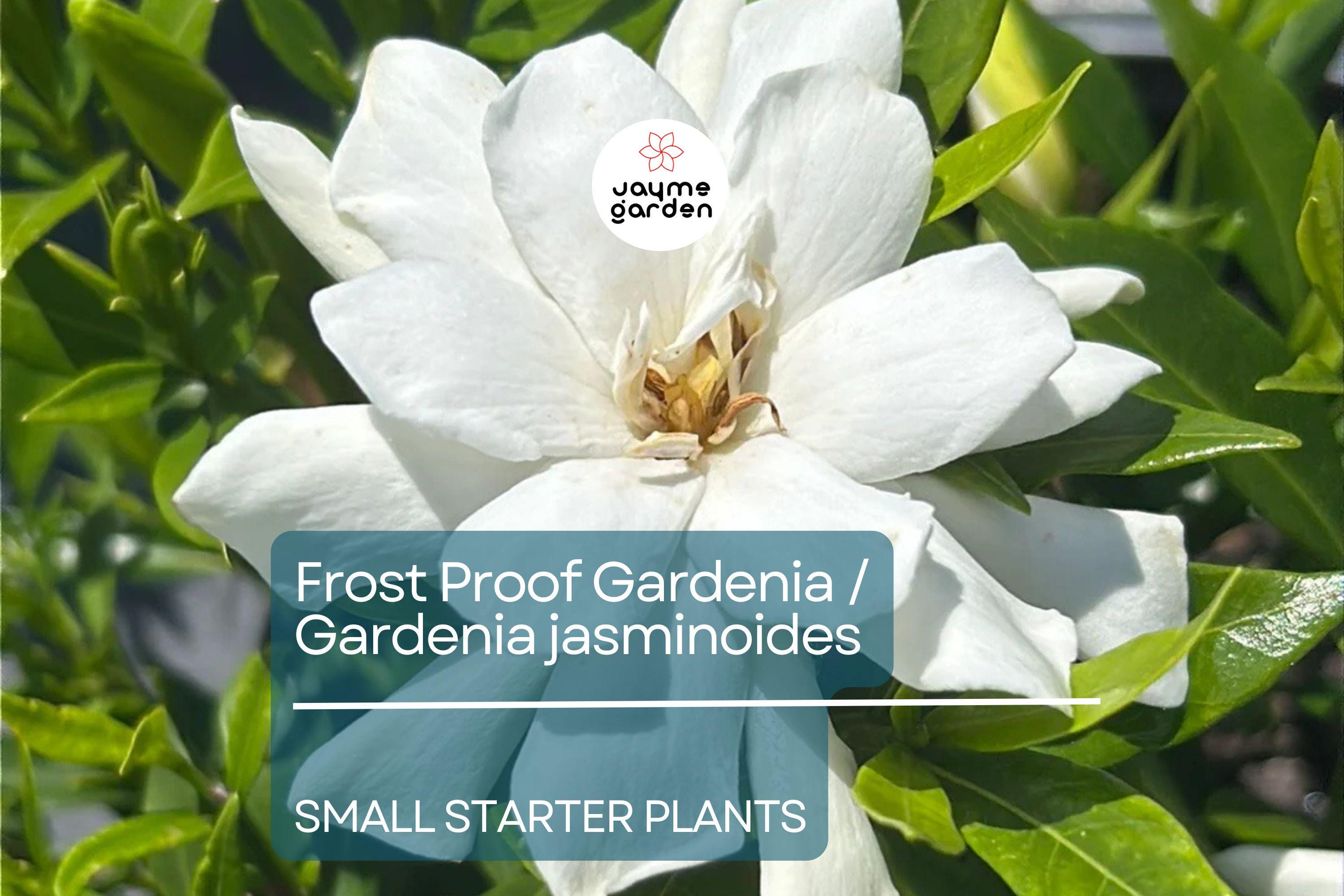 Frost Proof Gardenia Starter Plant - Evergreen Shrub, 7-10 Inches Tall - Highly Fragrant Blooms for Gardens, Containers & Landscaping