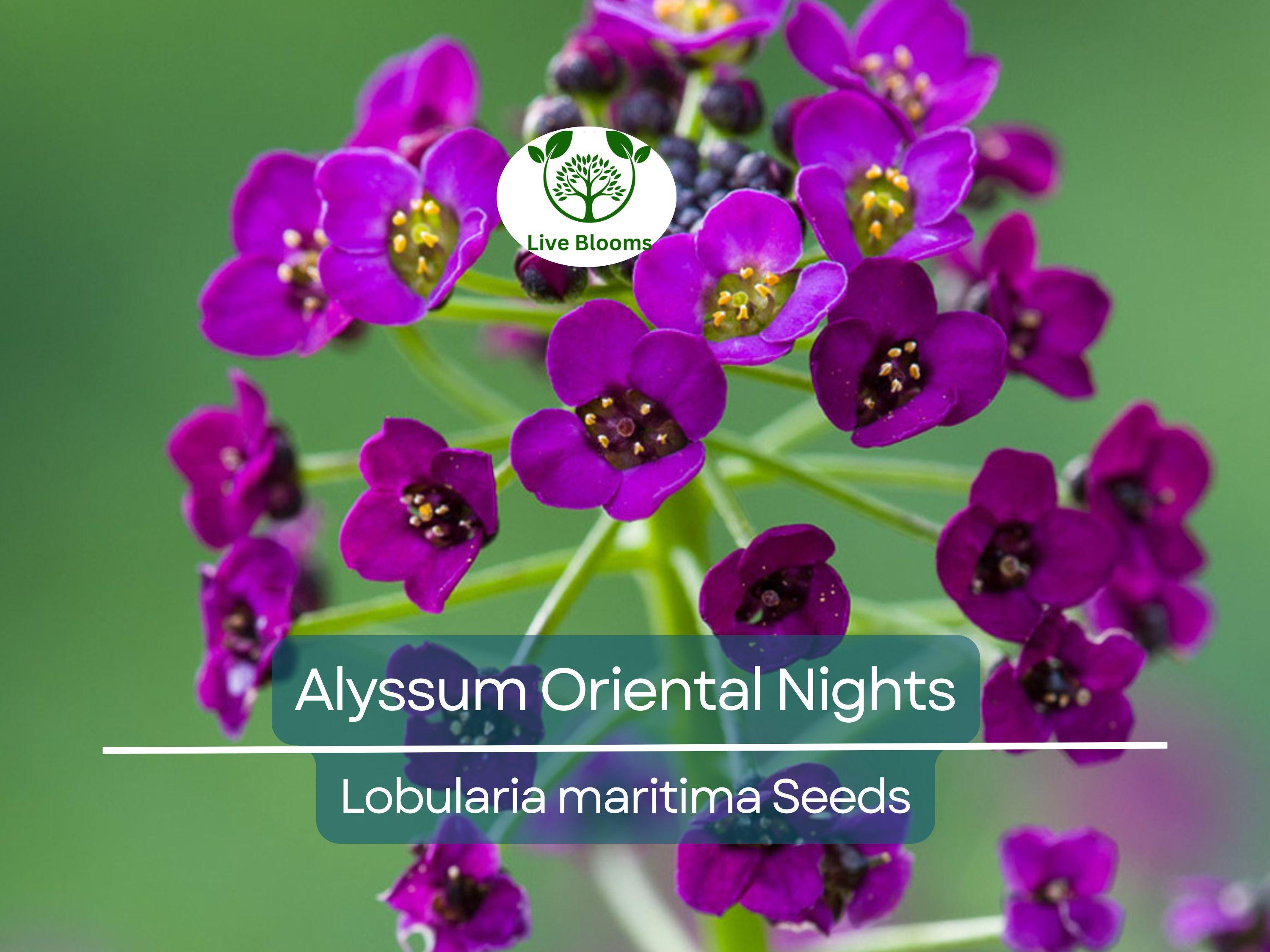 500 Seeds Alyssum Oriental Nights Dark Purple Groundcover Bees Fragrant Non-GMO (Lobularia maritima)