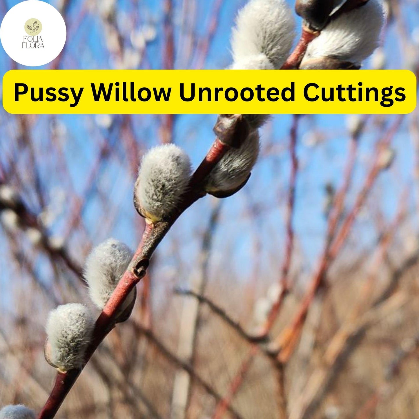 10 Fresh Pussy Willow Unrooted Cuttings - Easy to Root Salix Discolor
