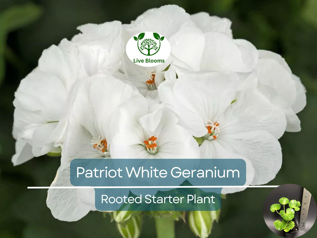 1 Well Rooted Geranium ‘Patriot White’ Live Plant Bright Crystal White Zonal Geranium (Pelargonium) Hardy Flowering Plant for Garden & Pots