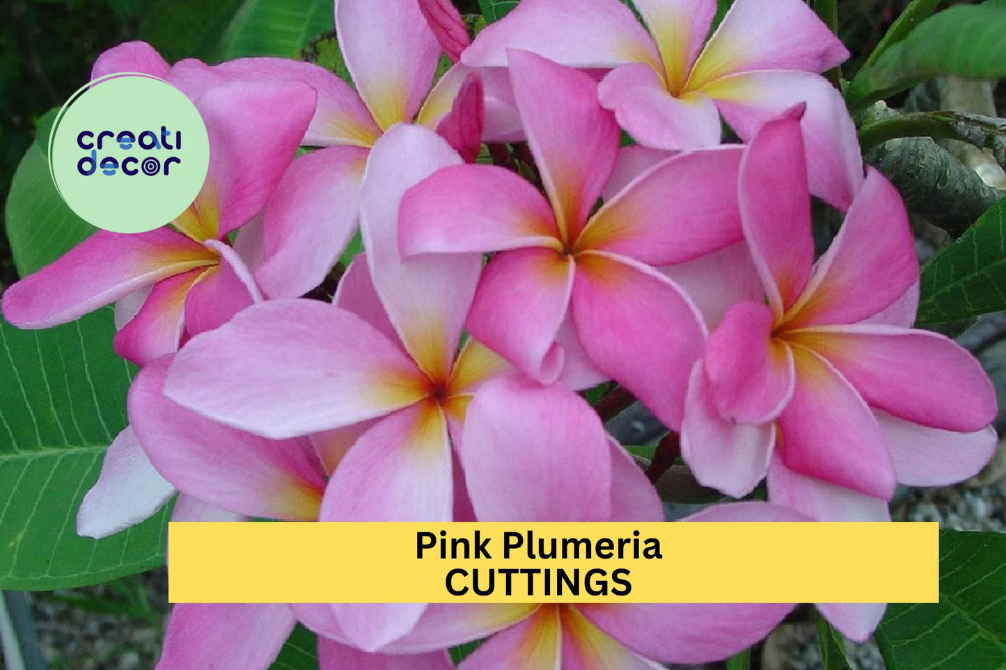 1 Pink Plumeria Cutting – Double Head 10" Fresh Starter Stem with Fragrant Tropical Blooms – Great for Garden or Pot – USA