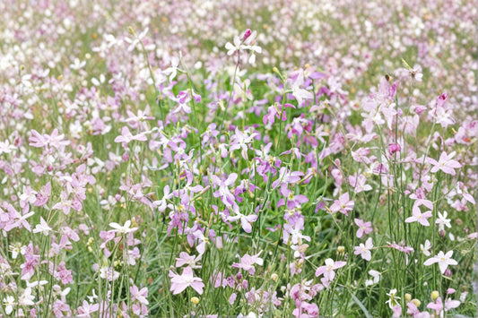 Evening Scented Stock – Matthiola longipetala Seeds | 100 Seeds | Fragrant Night Blooming Flower