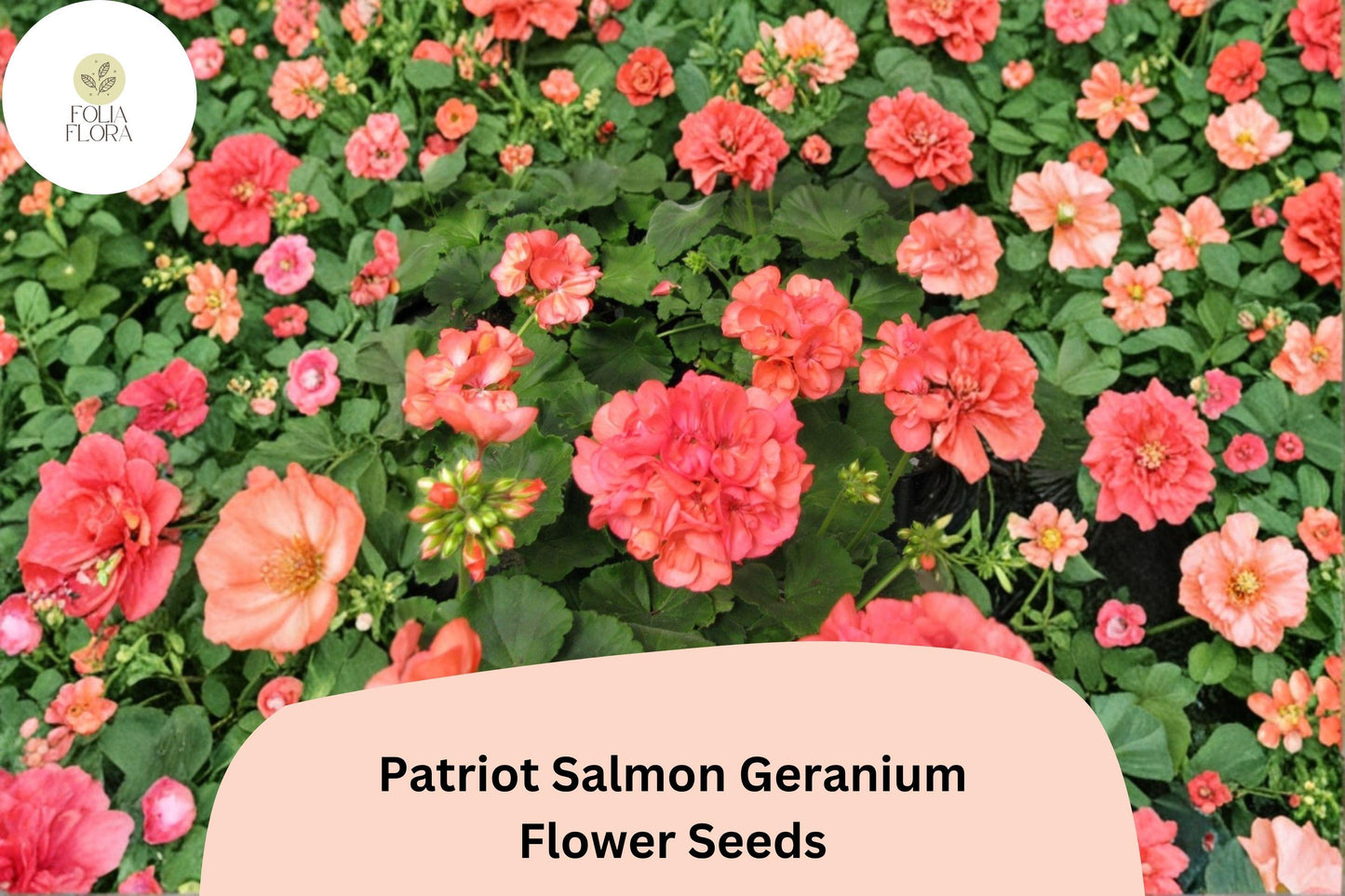 25+ Patriot Salmon Geranium Seeds | Hardy Perennial | Salmon-Pink Blooms for Garden Beds & Containers