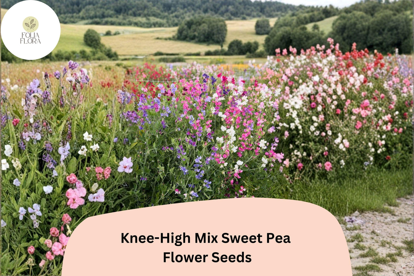 Knee-High Mix Sweet Pea Seeds | Lathyrus odoratus Dwarf Flowers Mixed Colors Planting (50+ Seeds)