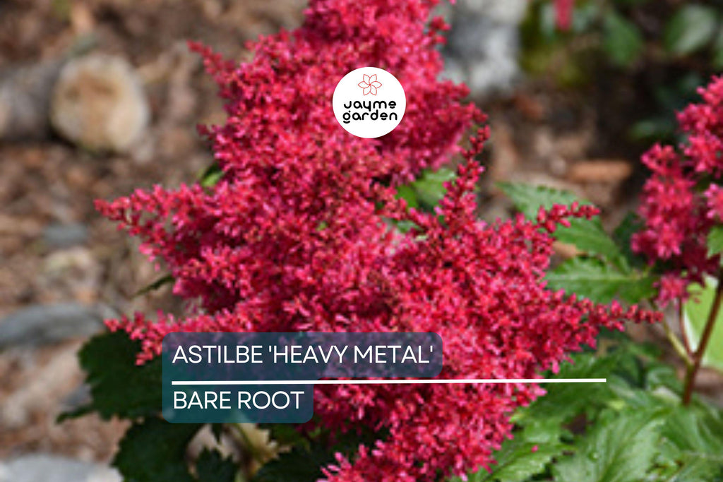 Astilbe 'Heavy Metal' Bare Root Plant | Ruby Red Blooms | Shade-Loving Perennial | 2-3 Eye Healthy Roots | Deer & Rabbit Resistant