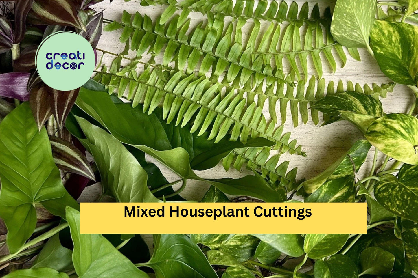 20 Rooted Houseplant Cuttings | Mixed Indoor Plant Starter Pack | Four Varieties of Easy Care Plants for Propagation & Home Growing