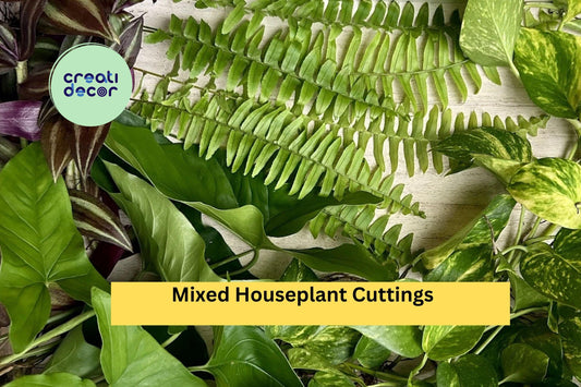 20 Rooted Houseplant Cuttings | Mixed Indoor Plant Starter Pack | Four Varieties of Easy Care Plants for Propagation & Home Growing
