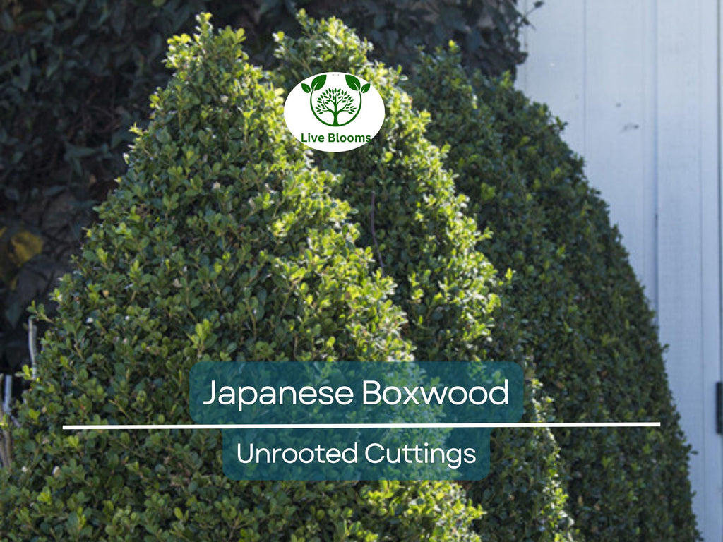 12 Japanese Boxwood Unrooted Cuttings | Buxus microphylla, Bush Hedge Plant, Evergreen Shrub for Garden