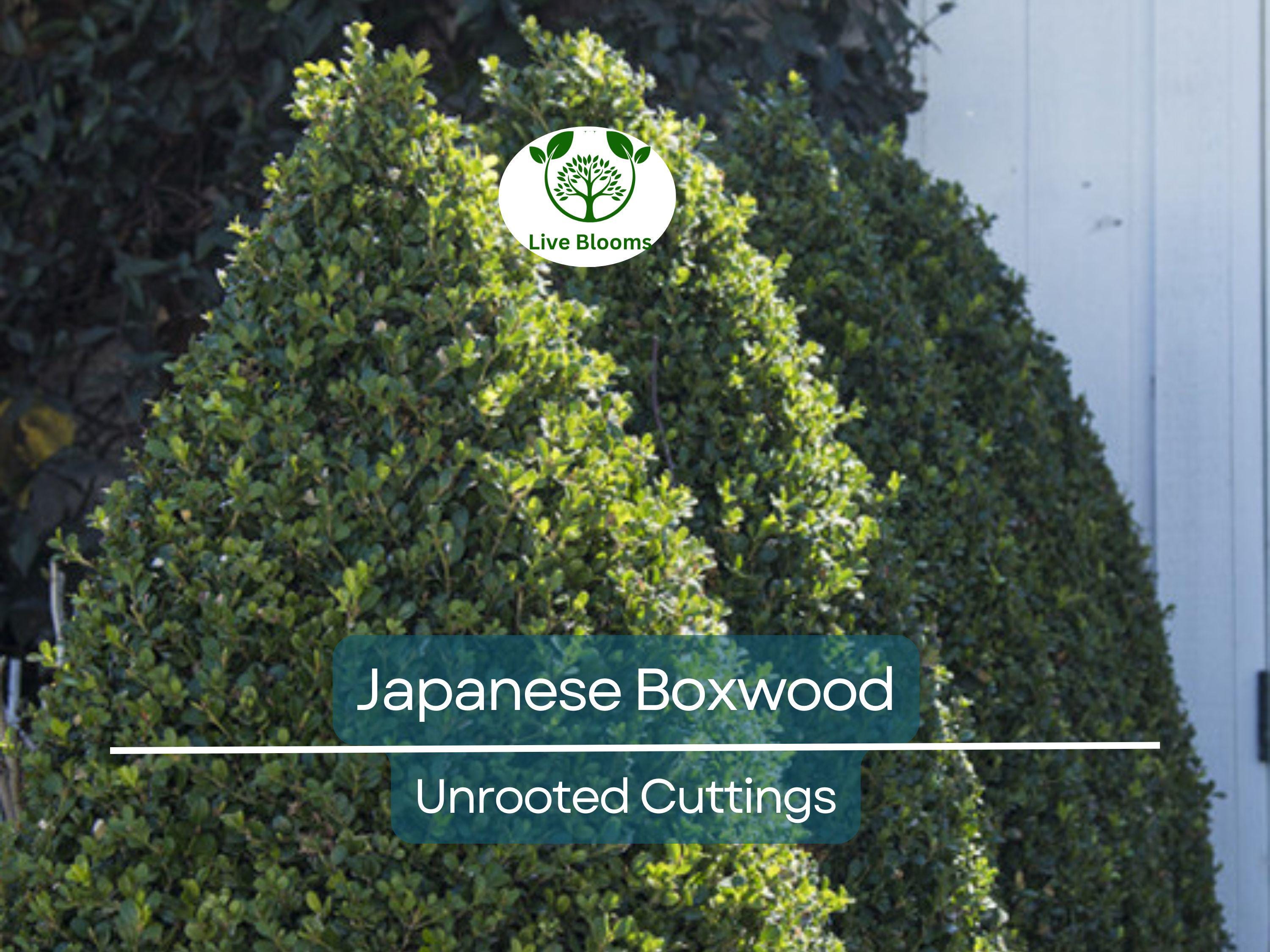 12 Japanese Boxwood Unrooted Cuttings | Buxus microphylla, Bush Hedge Plant, Evergreen Shrub for Garden