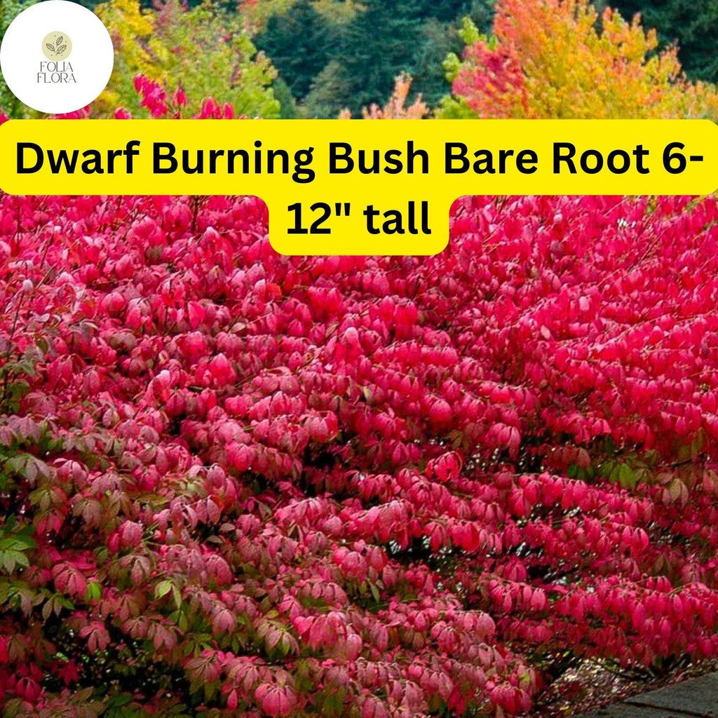 1 Dwarf Burning Bush Bare Root (Euonymus alatus) – Hardy Shrub for Vibrant Red Foliage