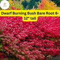 1 Dwarf Burning Bush Bare Root (Euonymus alatus) – Hardy Shrub for Vibrant Red Foliage