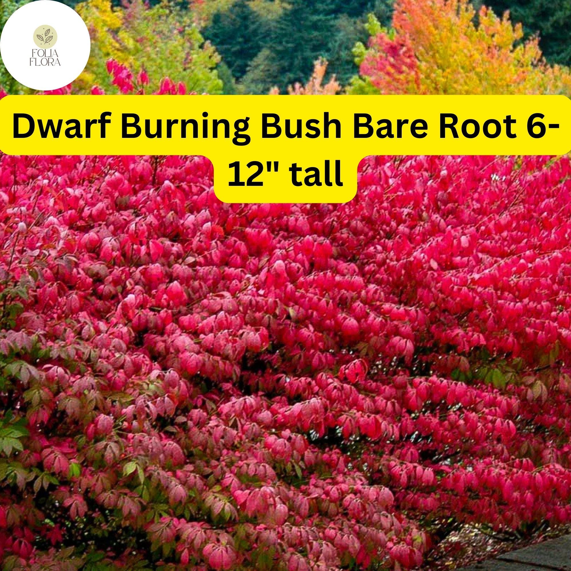 1 Dwarf Burning Bush Bare Root (Euonymus alatus) – Hardy Shrub for Vibrant Red Foliage