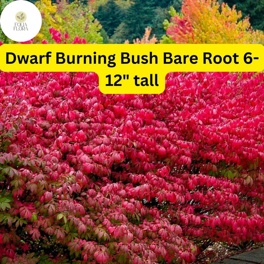 1 Dwarf Burning Bush Bare Root (Euonymus alatus) – Hardy Shrub for Vibrant Red Foliage