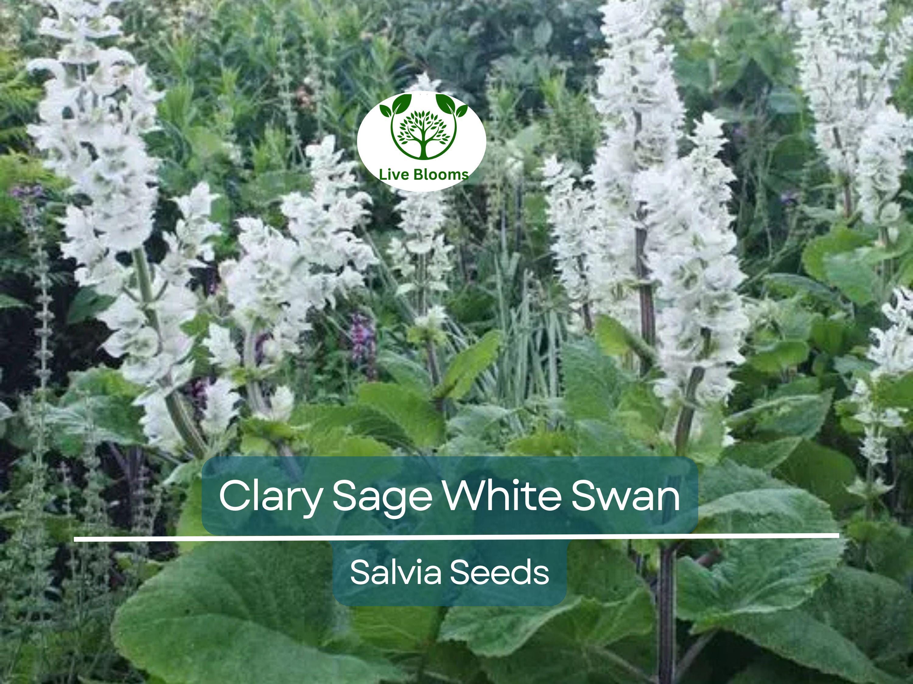200 Seeds Clary Sage White Swan, Salvia for Birds & Butterflies, Pollinator Friendly, Non-GMO, Herb, Easy to Grow