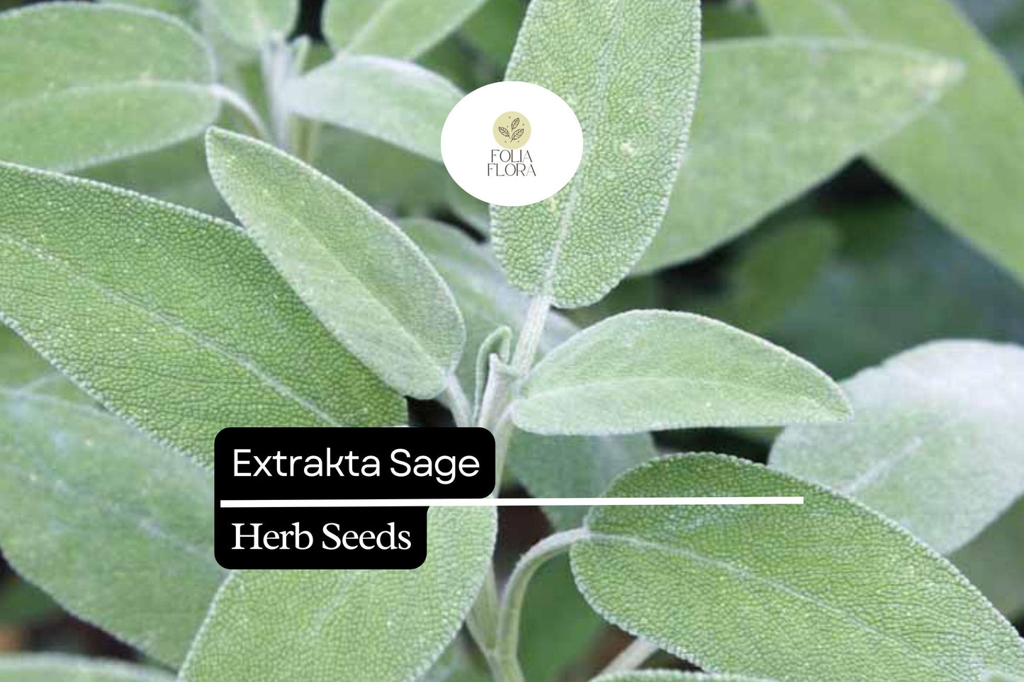 50 Seeds Extrakta Sage (Salvia officinalis) – Aromatic Culinary Herb for Cooking