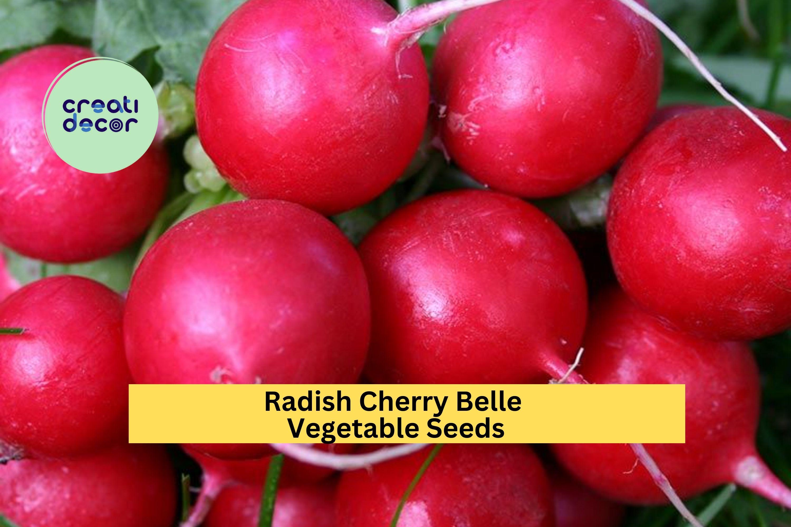 3pcs of 1g Cherry Belle Radish Seeds – Fast Growing Round Radish for Crisp, Mild Flavor in Garden or Container Planting Seeds for Planting