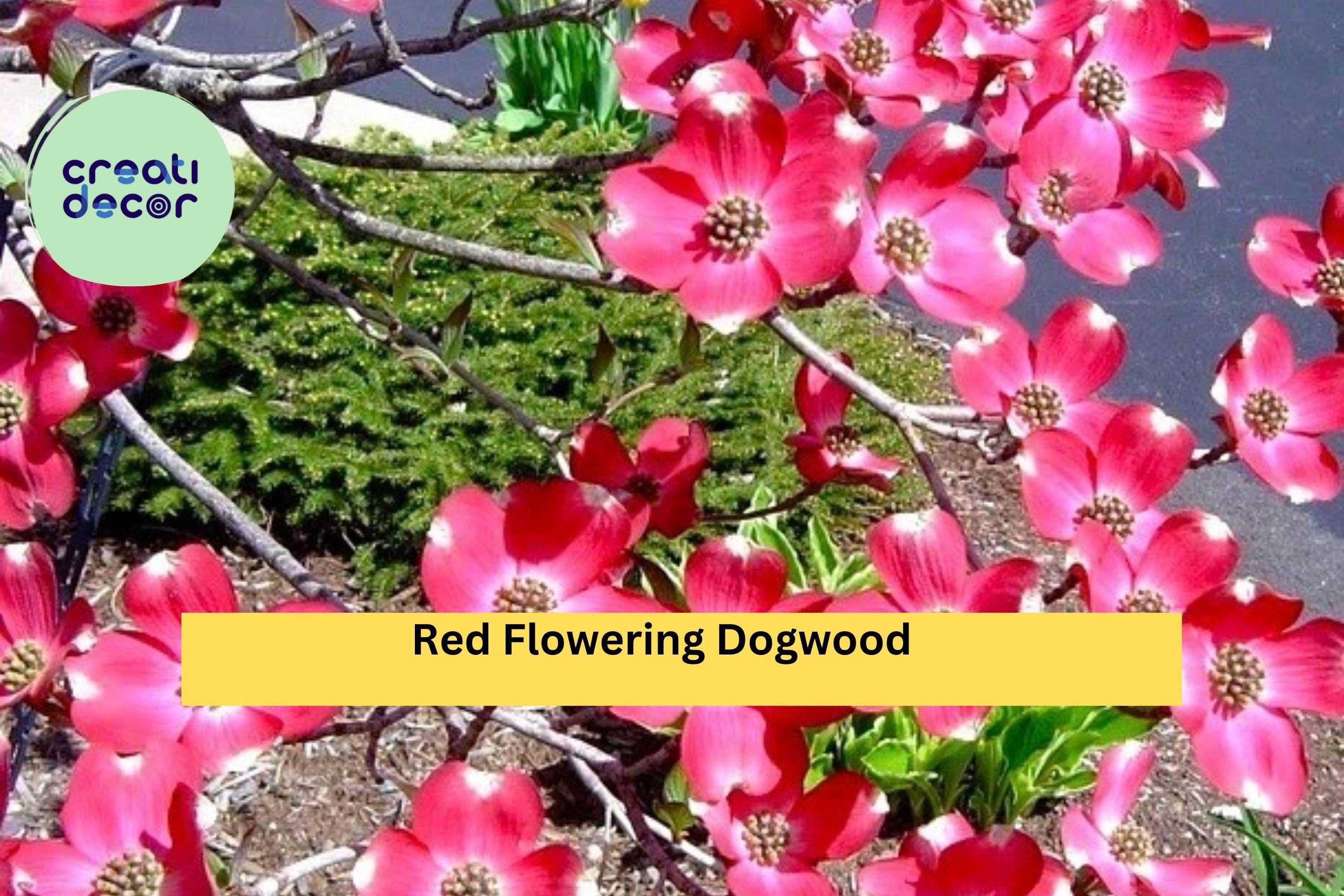Red Flowering Dogwood Tree – Live Bare Root Tree 3–4 ft Tall, Cornus florida Variety, Ornamental Four-Season Beauty for Garden or Landscape