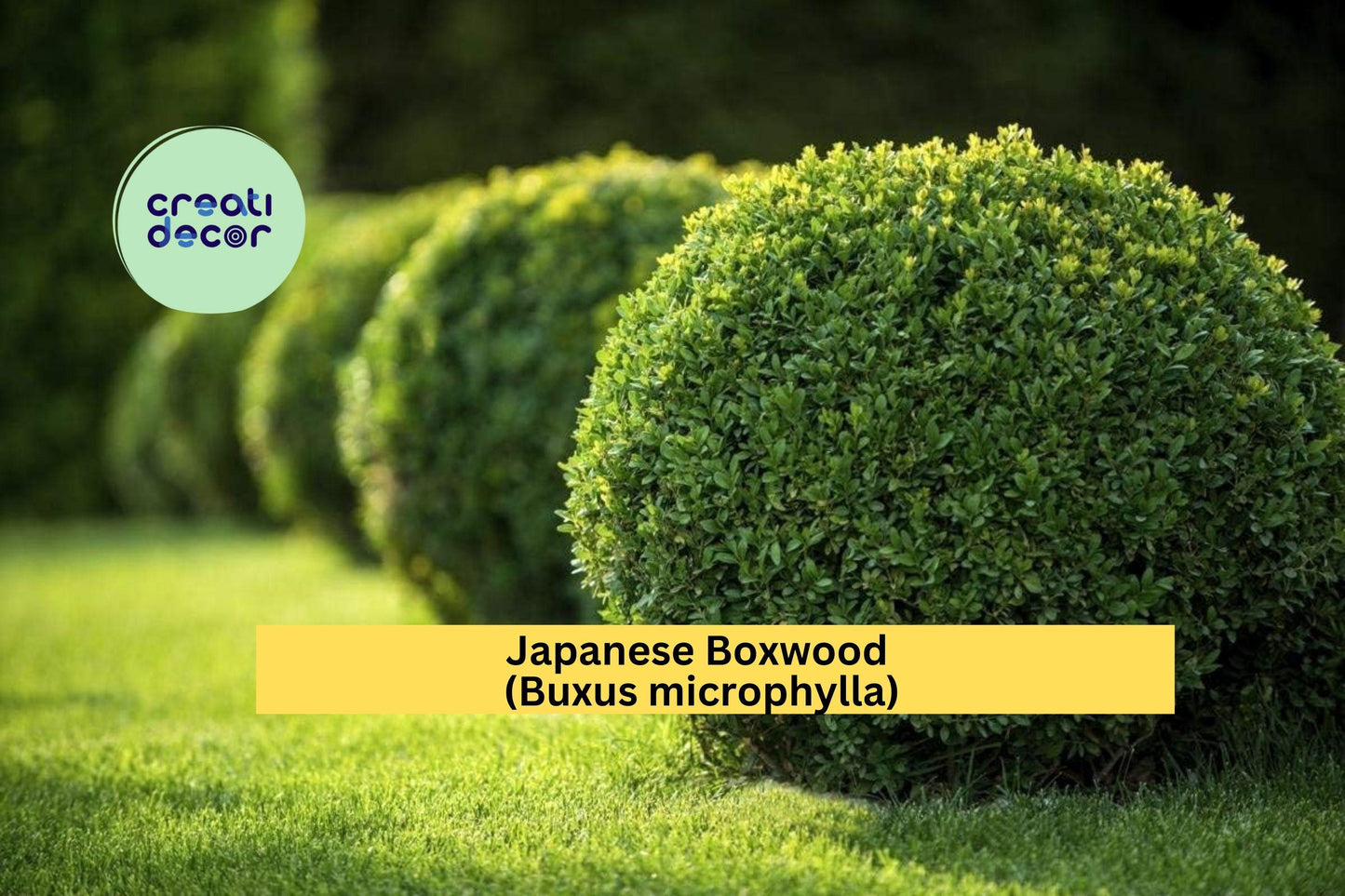 Japanese Boxwood Live Plants | Set of 6 Buxus microphylla Starter Shrubs | Evergreen Landscape Plants for Hedges and Borders