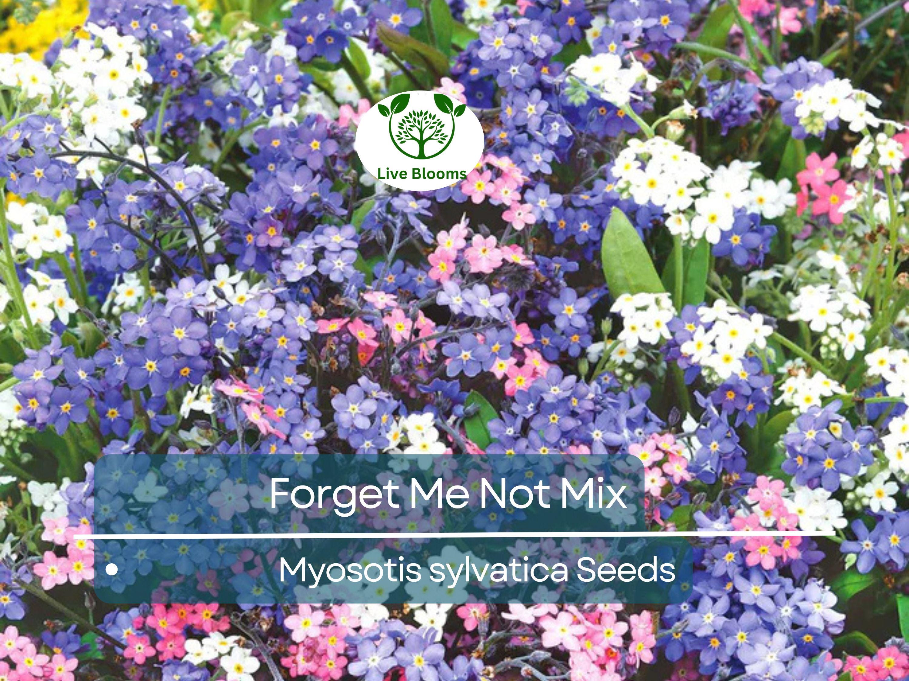 500 Seeds Forget Me Nots Mixed Colors, Perennial Early Blooms, Pollinators, Non-GMO, Myosotis Flowers, Garden Plants, Easy to Grow