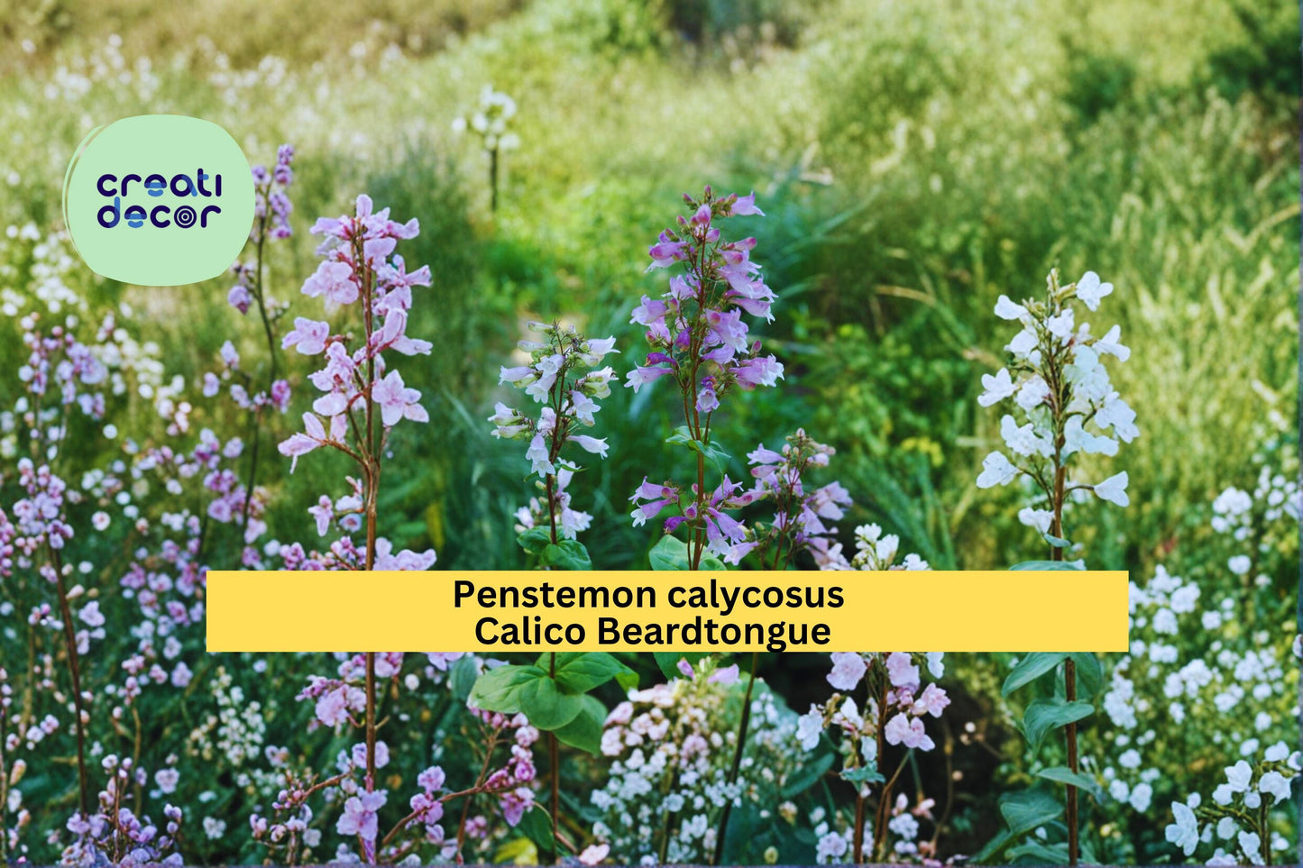 Calico Beardtongue Seeds Penstemon calycosus 100 Count Native Wildflower Garden Plant Pink Purple Flower Seeds