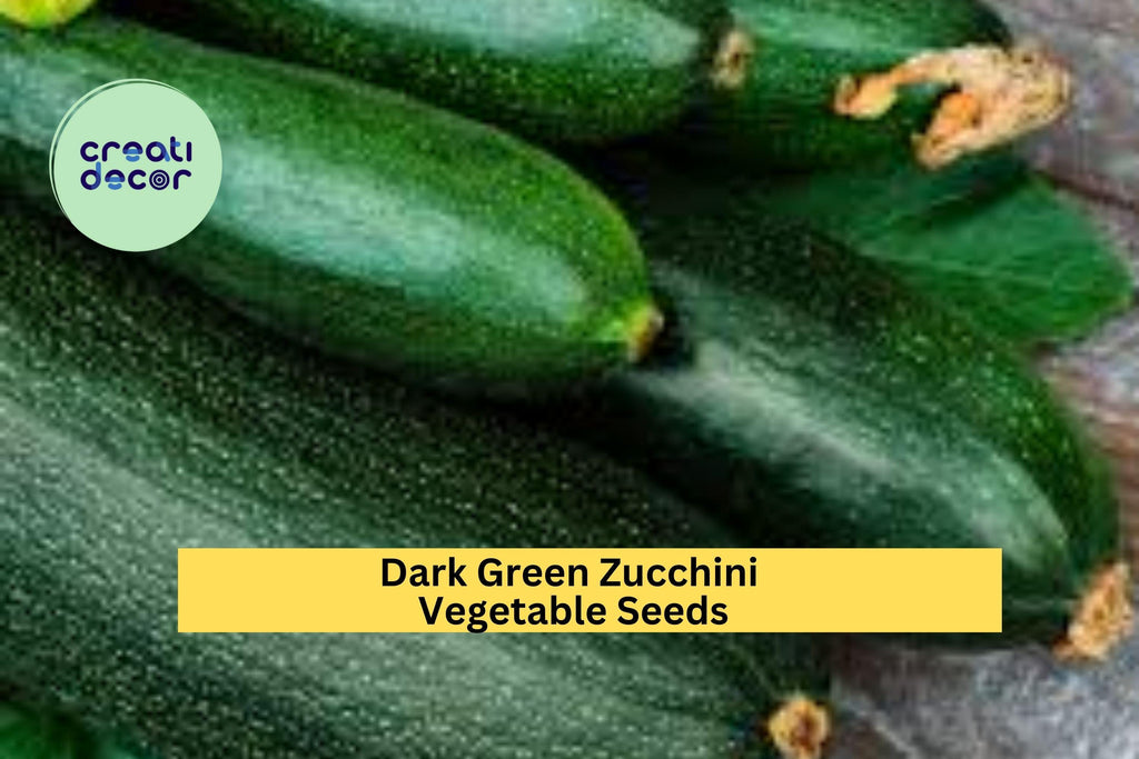 3pcs of 1g Dark Green Zucchini Seeds – Fast Growing Summer Squash for Backyard Garden and Container Planting Seeds for Planting