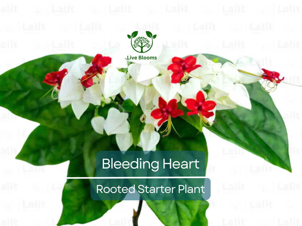 1 Bleeding Heart Rooted Starter Plant - Clerodendrum thomsoniae, White & Red Blooms, Hardy Vine for Garden, Perfect for Landscapes