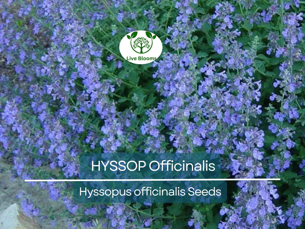 200 Seeds HYSSOP officinalis Perennial Hummingbird Plant Non-GMO, Aromatic Herb, Attracts Pollinators, Drought-Tolerant Garden Plant