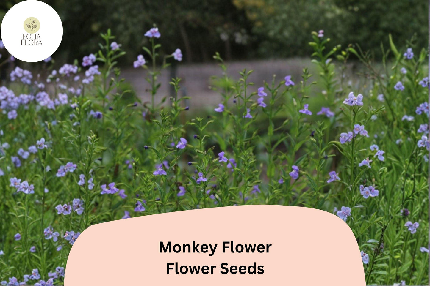 5000 Mimulus ringens Seeds | Allegheny Monkey Flower | Purple Native Perennial for Wetland & Pollinator Garden
