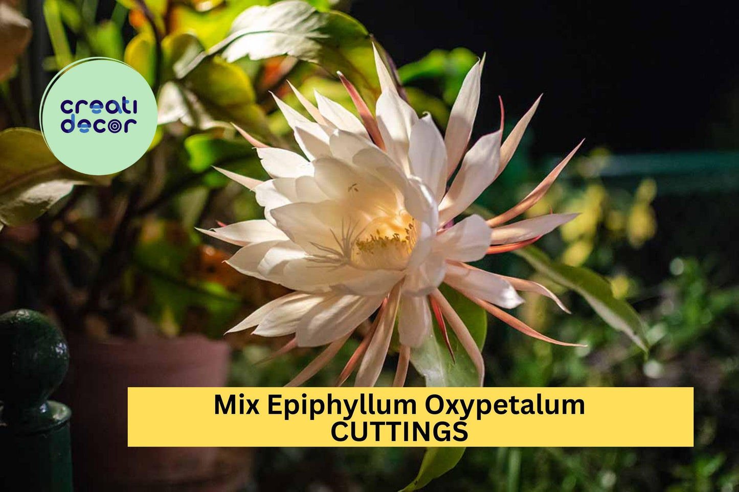 10 Night Blooming Cactus Cuttings | Mix of Epiphyllum Oxypetalum & Hookeri | Rare Orchid Cactus Starters | USA Seller
