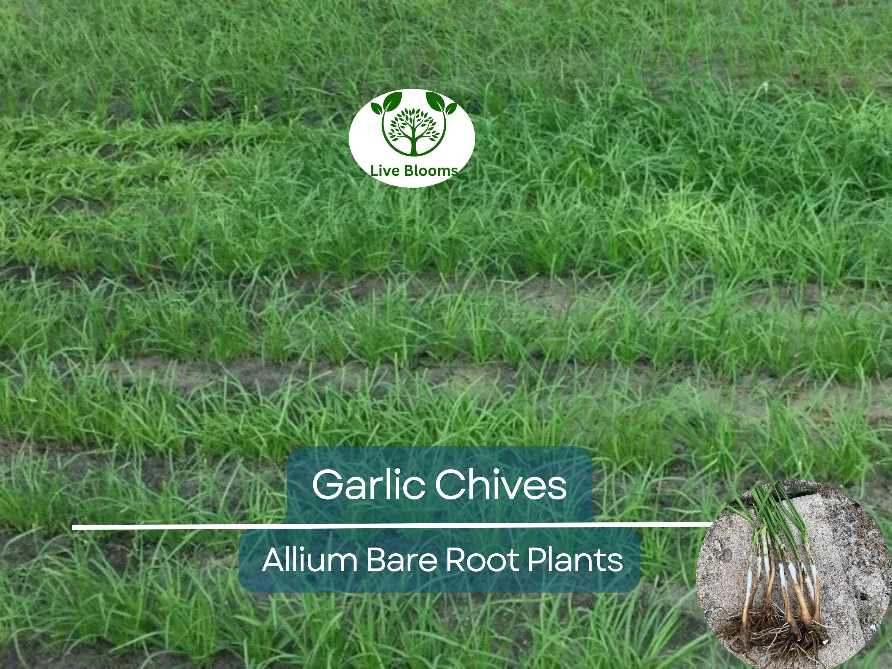 35 Garlic Chives Plants - Live Bare Root Organic Leek - Allium tuberosum, Edible Perennial Herb, Non-GMO, Hardy Garden Starter