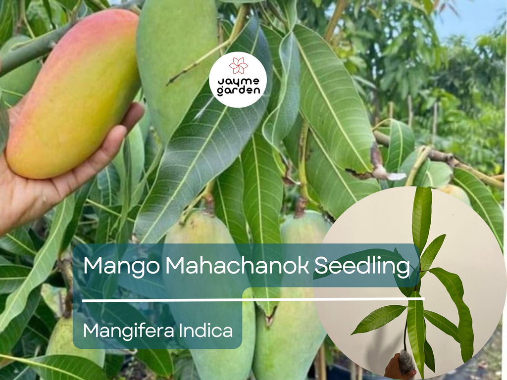 Mango Mahachanok Starter Plant Seedling - 12″-24″ Tall Live Fruit Tree - Sweet, Tangy, Fiber-Free Mangoes for Garden or Landscape