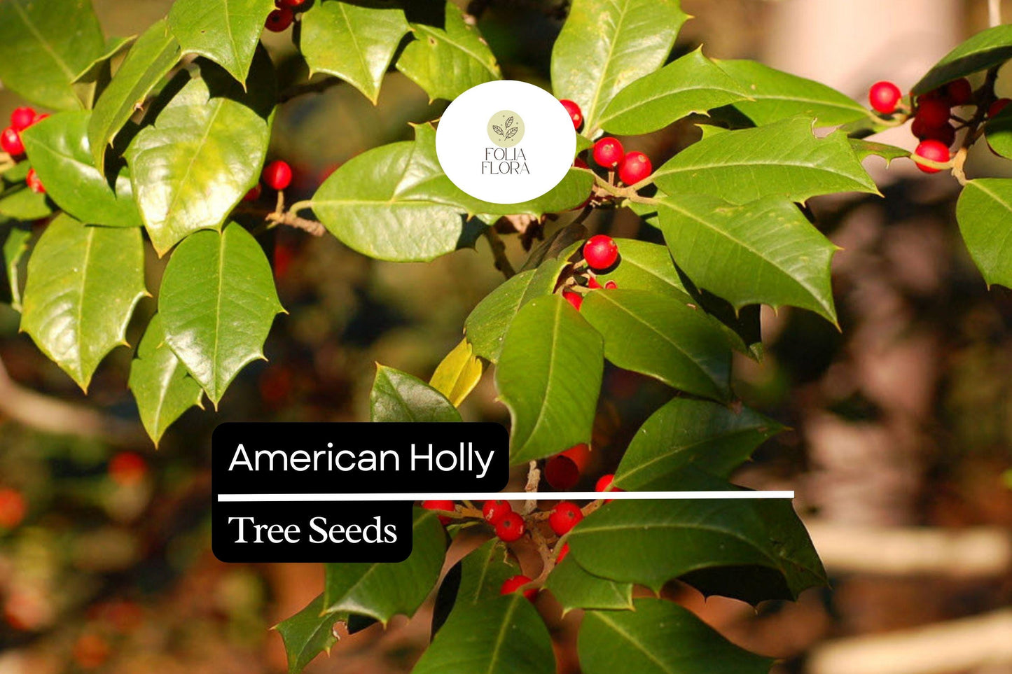 15 American Holly Seeds (Ilex opaca) | Native Evergreen Tree with Red Berries | Wildlife Habitat & Year-Round Greenery