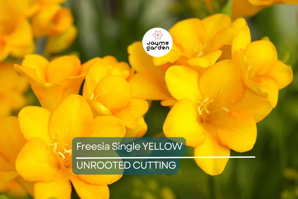 Single Yellow Freesia Bulbs - Fragrant 12-16" Tall Flowers, Deer Resistant, USDA Zones 9-10, Perfect for Gardens & Bouquets
