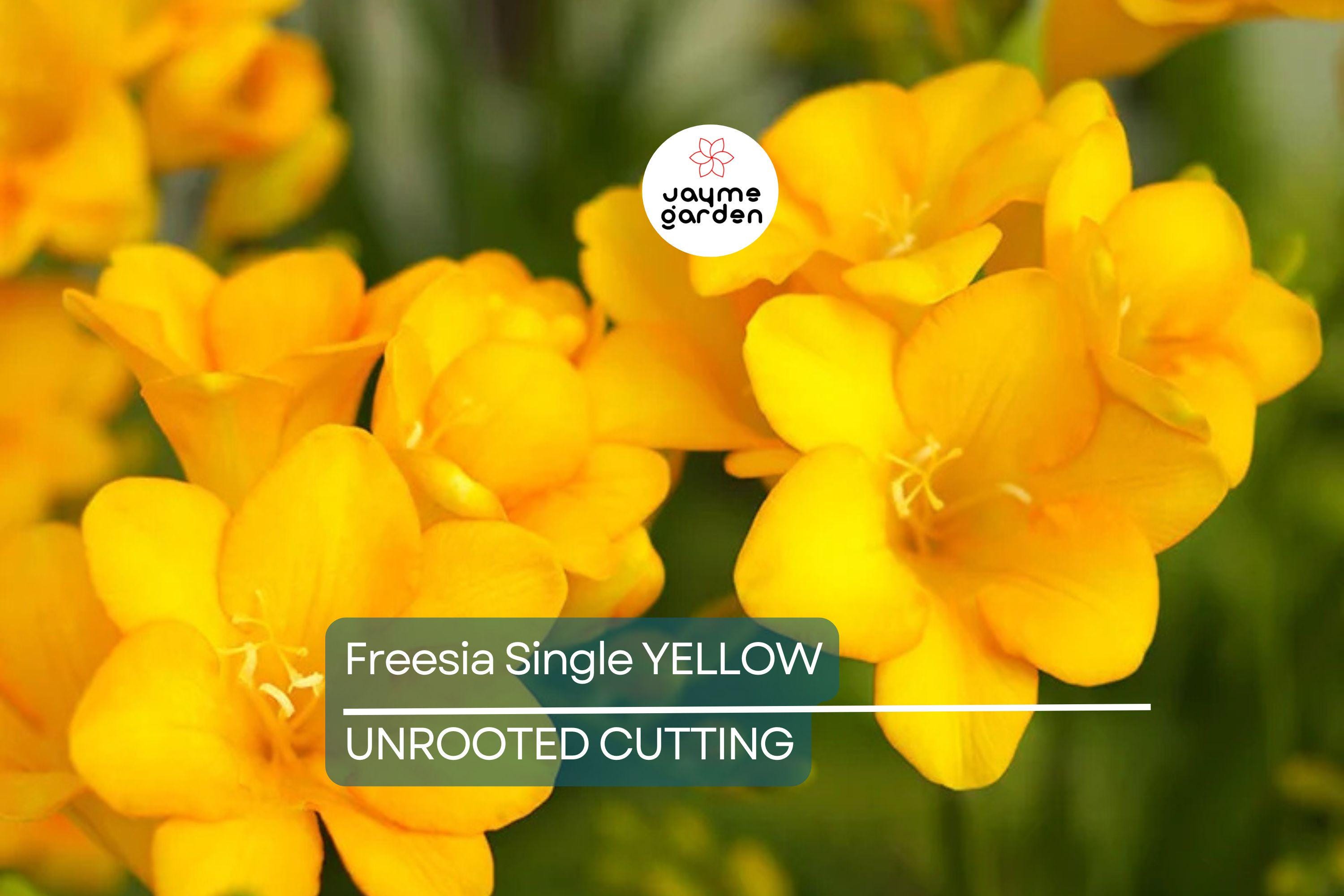 Single Yellow Freesia Bulbs - Fragrant 12-16" Tall Flowers, Deer Resistant, USDA Zones 9-10, Perfect for Gardens & Bouquets