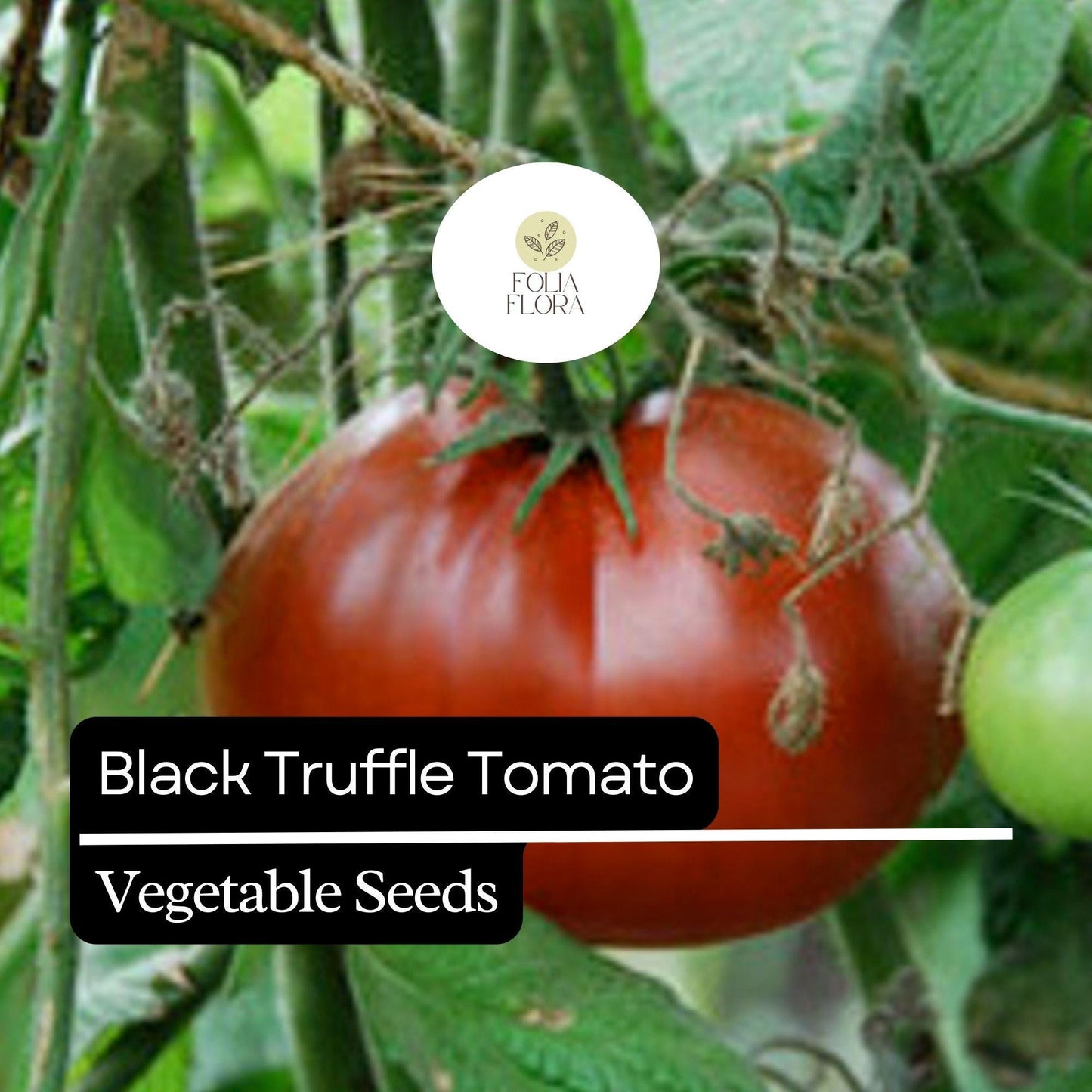 30 Black Truffle Tomato Seeds – Heirloom, Non-GMO, Rich & Sweet Pear-Shaped Tomatoes