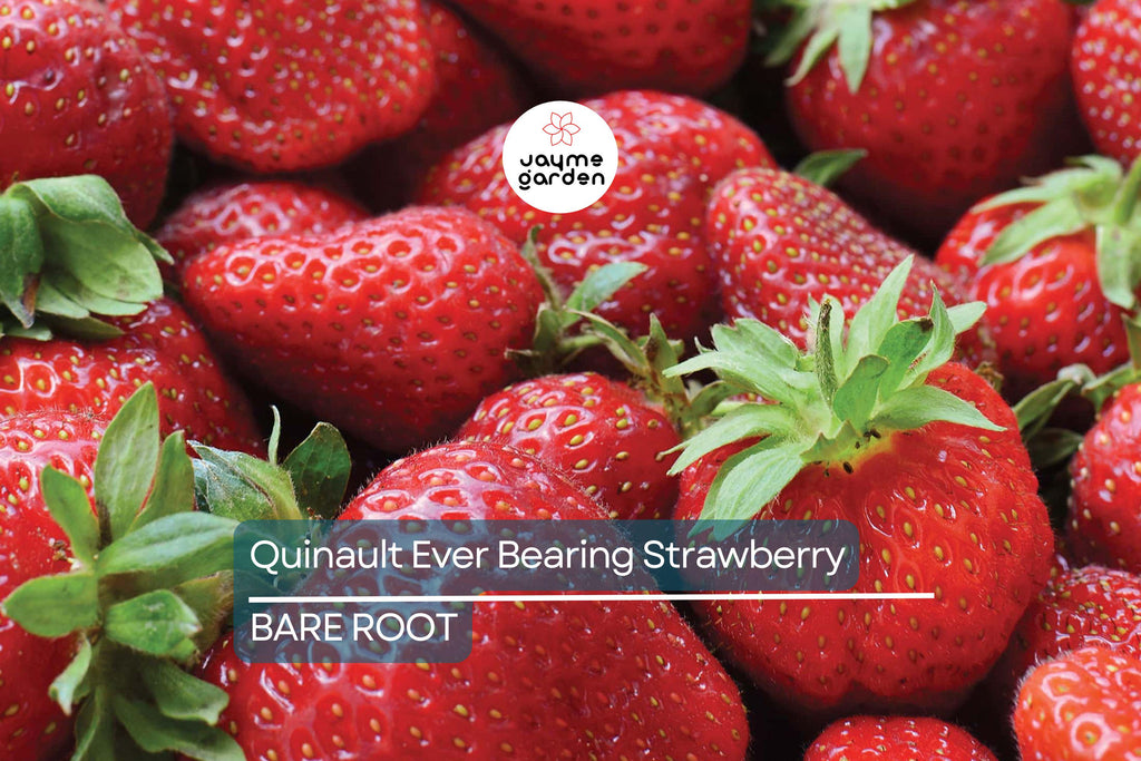 Quinault Everbearing Strawberry Plants - 25 Bareroot Plants, Large & Sweet, Zones 4-9