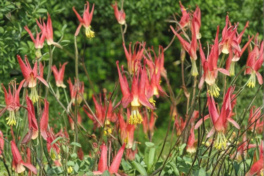 American Red Columbine – Aquilegia canadensis | 100 Seeds | Native Wildflower | Red & Yellow Blooms